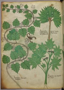 Illustration botanique, c.1440