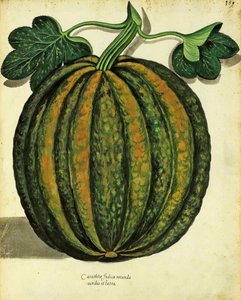 Courge par Ulisse Aldrovandi (1522 – 1605) planche publiée dans Piante Fiori Frutti