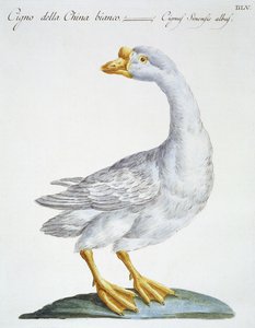 Cygne, vers 1767-76 - Italian School