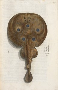 Poisson torpille, illustration de 