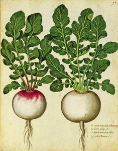 Navet par Ulisse Aldrovandi