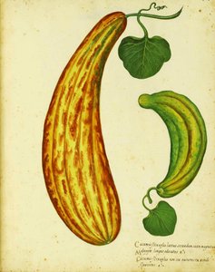 Concombre arménien jaune par Ulisse Aldrovandi