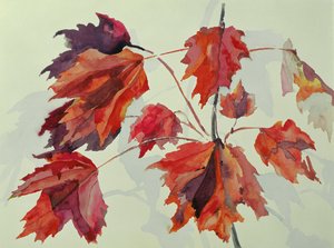 No.24 Feuilles d