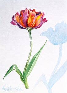 Tulipe