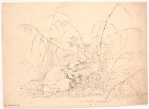 Étude de plantes. Joncs et oseilles