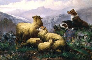 Chiens de Berger et Moutons dans les Highlands Écossais - J.W. Morris