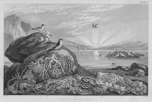 Algues ou plantes marines (gravure en couleur)