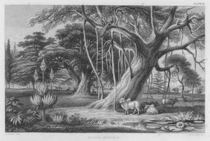 Banyan, Baobab etc.