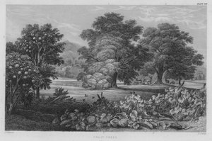 Arbres Fruitiers (gravure en couleur)