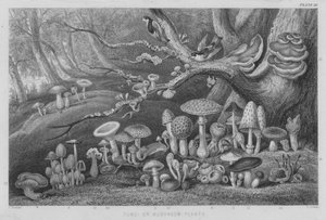 Champignons (gravure en couleur)