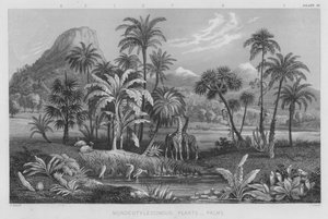 Plantes Monocotylédones, Palmiers (gravure en couleur)