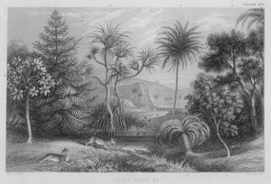 Palmiers, pins etc. (gravure en couleur)