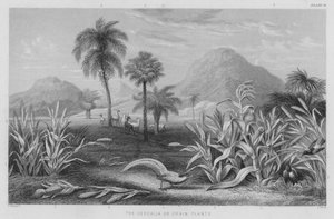 Les céréales ou plantes à grains