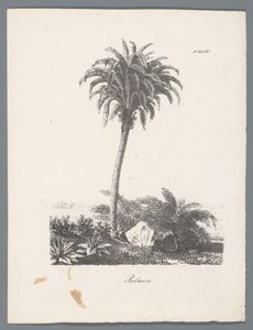 Palmier (Studies van bomen, Études d