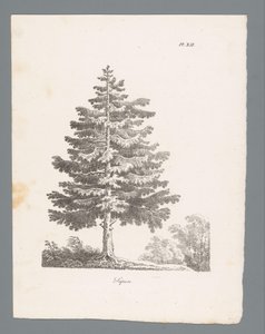 Sapin (Studies van bomen, Études d