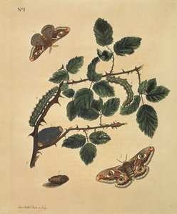 Papillons, chenilles et plantes : Planche 1, par J.Dutfield - J. Dutfield