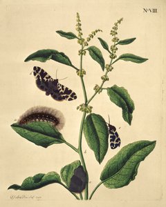 Papillons, chenilles et plantes : Planche VIII par J. Dutfield