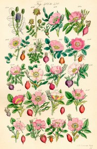 Page d