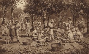Casser des cabosses de cacao à Trinidad