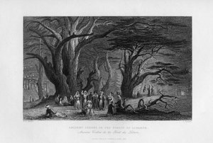 Cèdres anciens dans la forêt du Liban, 1841