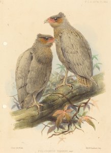Polyborus Tharus, Var. - J. Smit