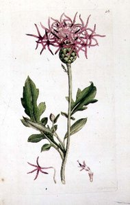 Grande Centaurée, d