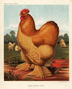 Coq cochin fauve - J. W. (after) Ludlow