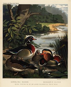 Canards de Caroline, Aix sponsa, et canards mandarins, Aix galericulata - J. W. (after) Ludlow