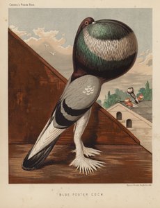 Pigeons: Coq pouter bleu - J. W. (after) Ludlow