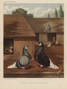Pigeons: Barbes bleues et noires - J. W. (after) Ludlow