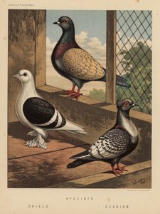 Pigeons: Hyacinthe; Bouclier; Souabe - J. W. (after) Ludlow