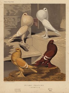 Pigeons : Pigmy Pouters ; Isabels, Crème, Blanc, Jaune, Rouge - J. W. (after) Ludlow