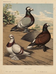 Pigeons: Prêtre; Suisse ou Croissant; Dos de feu - J. W. (after) Ludlow