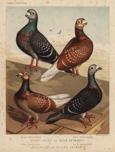 Pigeons : Anvers à face courte ou de spectacle, damier bleu, damier rouge ; Anvers à face longue ou volants, damier rouge, damier bleu - J. W. (after) Ludlow