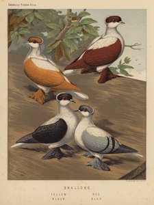 Pigeons : Hirondelles, jaune, rouge, noir, bleu - J. W. (after) Ludlow