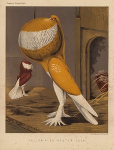 Pigeons : Pouter jaune-pied - J. W. (after) Ludlow