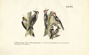 Espèces de pics européens - J. W. Tenhaeff