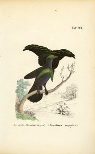 Le superbe oiseau de paradis - J. W. Tenhaeff