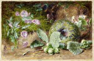 Liserons et nid - Jabez Bligh