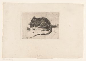 Souris