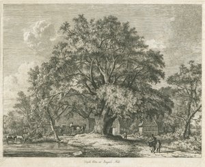 Blithfield - Orme champêtre - Jacob George Strutt