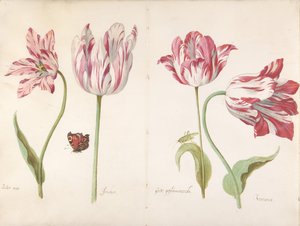 Quatre Tulipes: Boter man Butter Man, Joncker Nobleman, Grote geplumaceerde..., ca. 1635-45