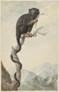 Un Tamarin à mains rouges