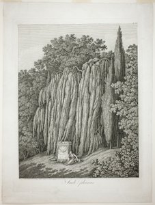 Saule pleureur