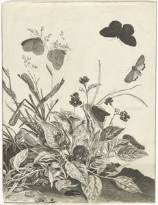 Plantes avec papillons et chenilles