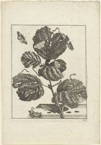 Différentes chenilles et papillons sur une plante - Jacob l