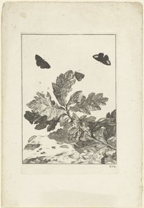 Papillons volants et autres insectes au-dessus d