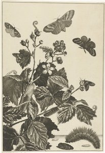 Églantier avec chenilles et papillons - Jacob l