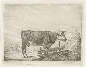 Vache, debout près d