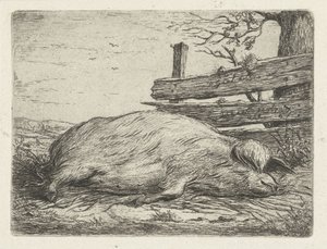 Sanglier couché